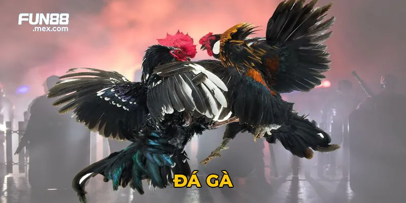 Tại Fun88, đá gà được tổ chức theo tiêu chuẩn quốc tế