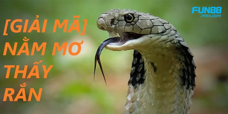 Có nhiều giấc mơ thấy rắn